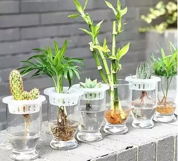 房间养花会滋生蚊子吗,家中养花能滋生蚊子吗