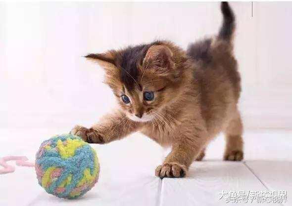 爱踢足球的猫,微笑的猫咪