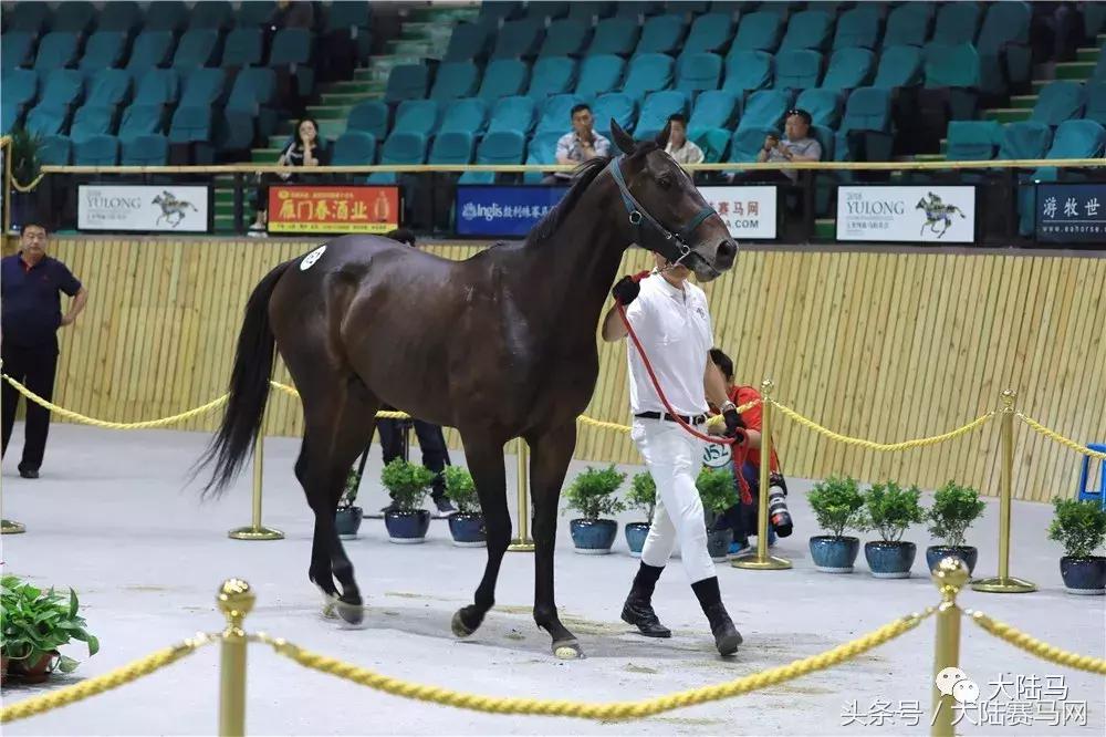 玉龙马业2018年5月18日拍卖会,玉龙马业拍卖会小矮马