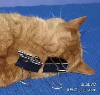 社群5月榜丨为什么掐住猫的后脖颈，它就动不了了？