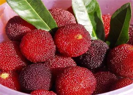 杨梅酒的功效及作用,杨梅酒的功效与作用及食用方法