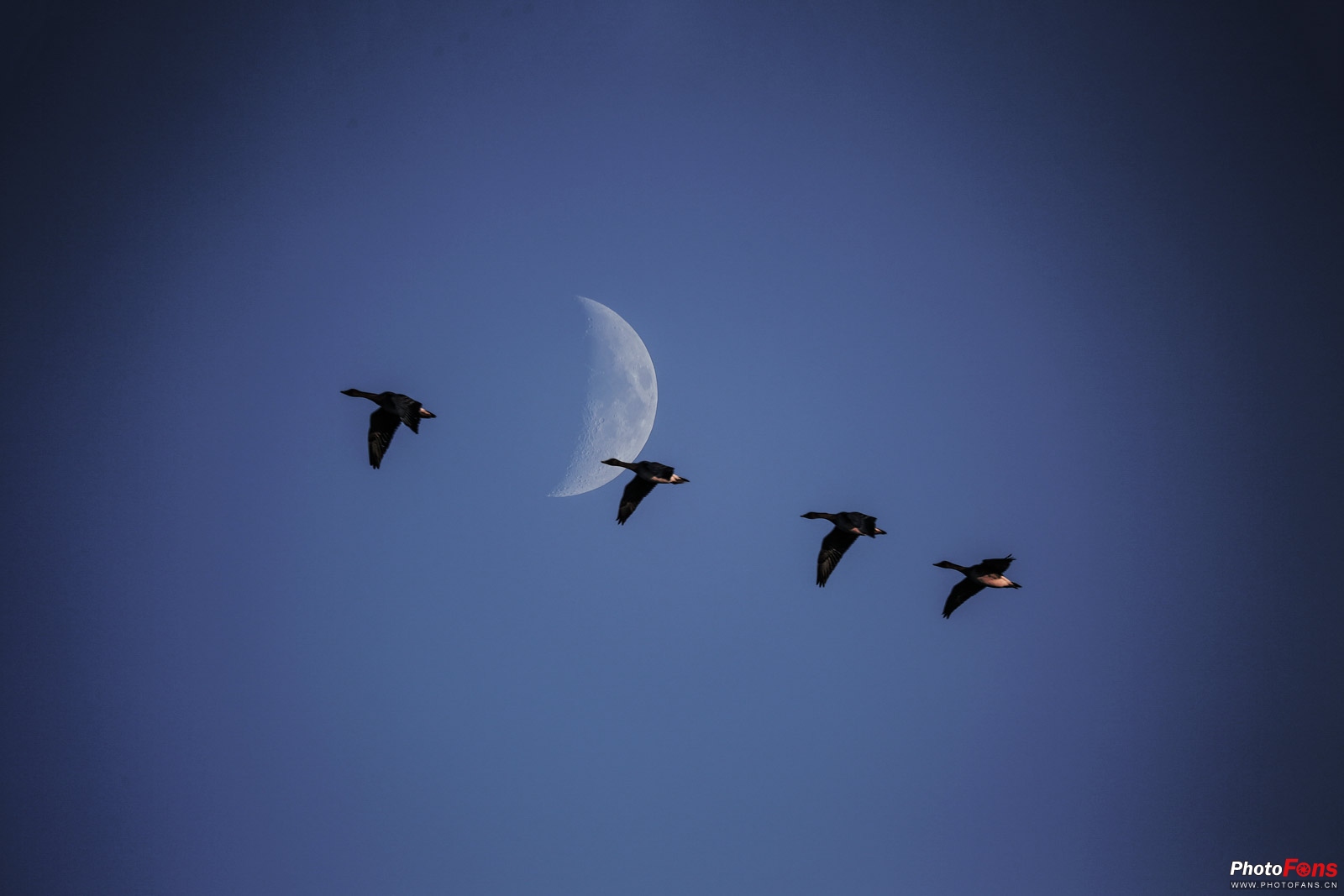 拍鸟如何选择对焦,全方位揭秘拍鸟技巧