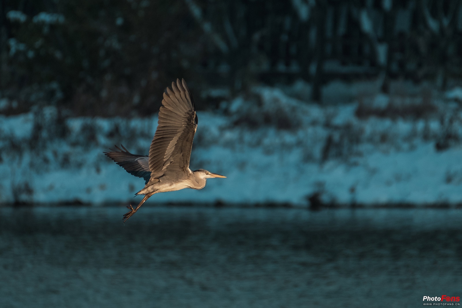 拍鸟如何选择对焦,全方位揭秘拍鸟技巧