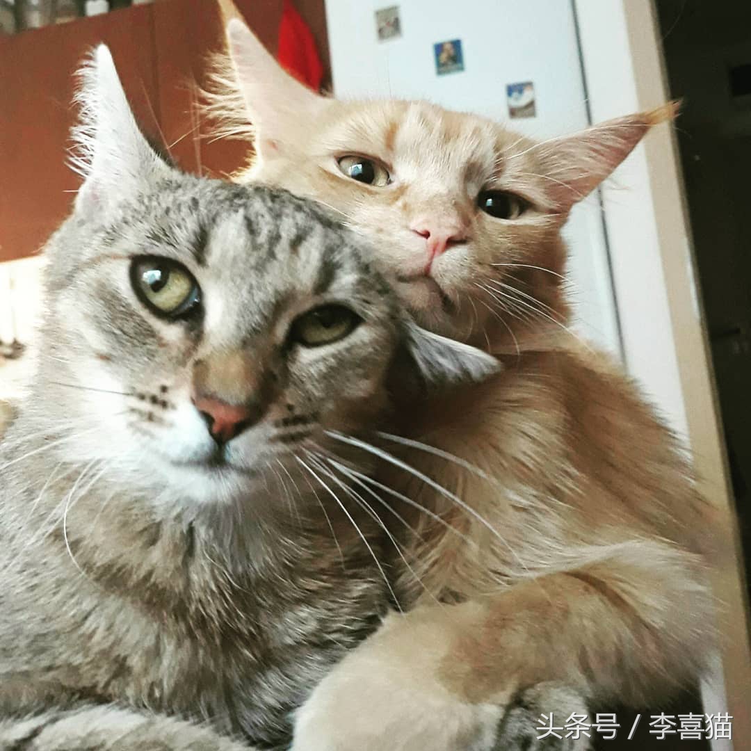 大名鼎鼎的中华气死猫,专业欺负铲屎官,谁养谁知道