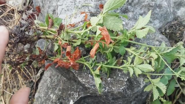 仙鹤草有其他名称吗,仙鹤草的作用与功效治什么病