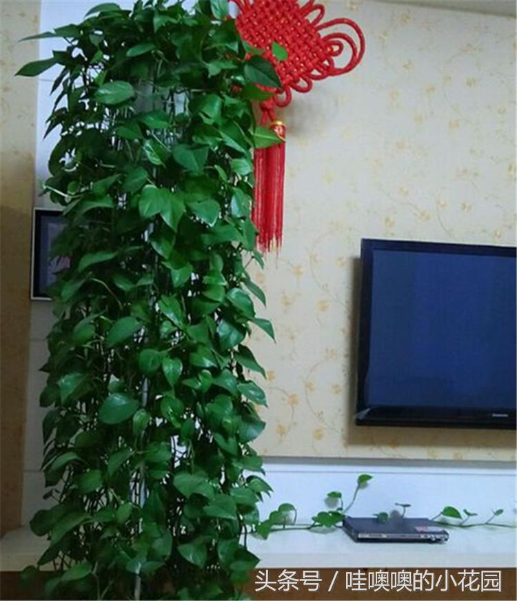 绿萝黄叶掉叶小妙招,绿萝疯狂长藤怎么办