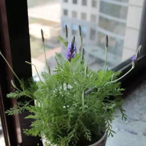 薰衣草扦插繁殖详细教程,薰衣草扦插时间和方法