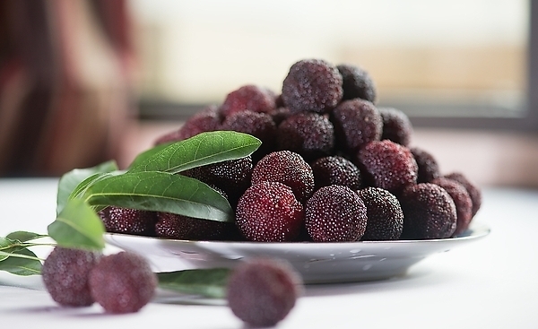 杨梅里面有虫子怎么办,杨梅中有白色虫子