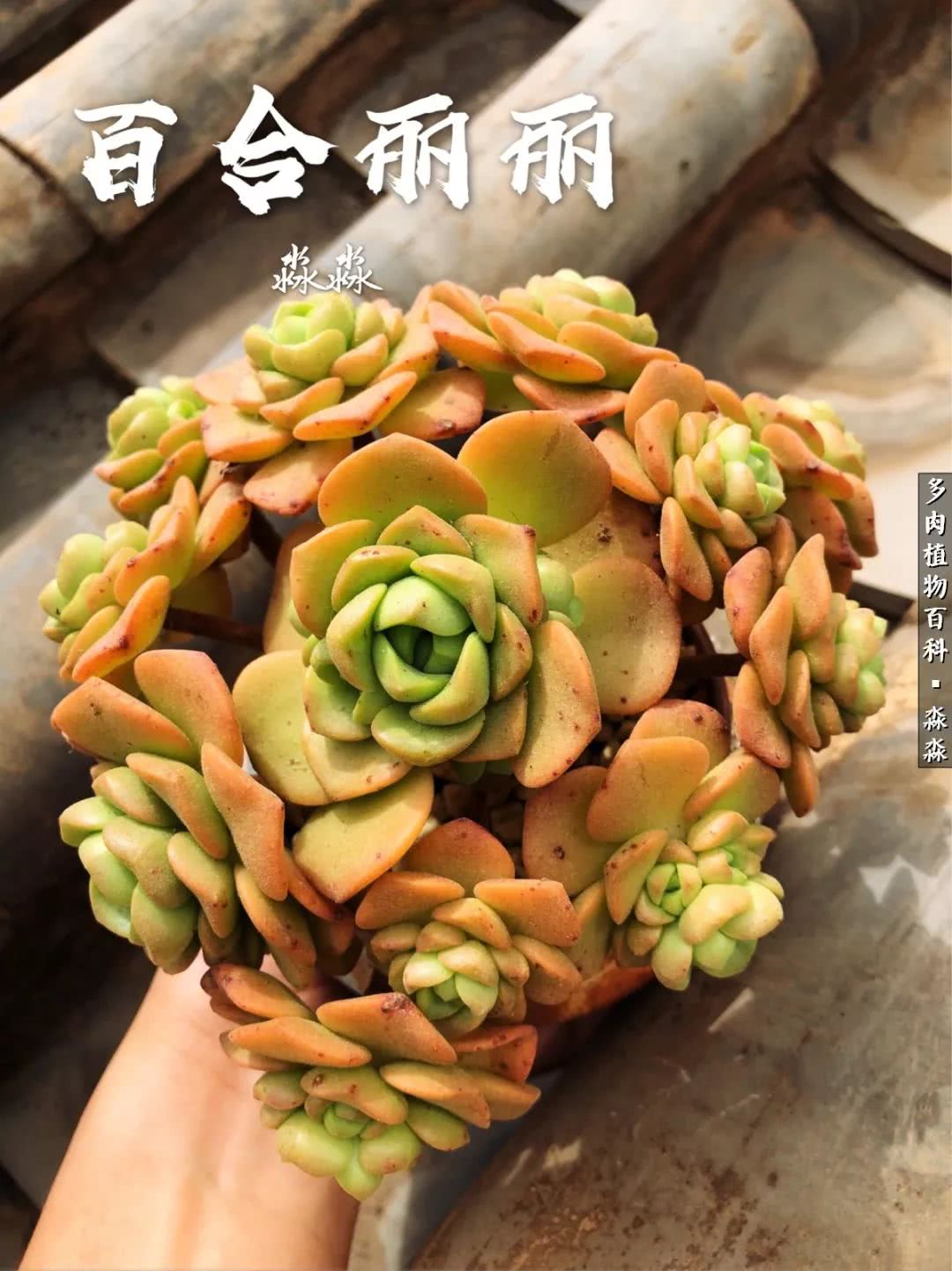 佛系养肉者,佛系养猫养狗人