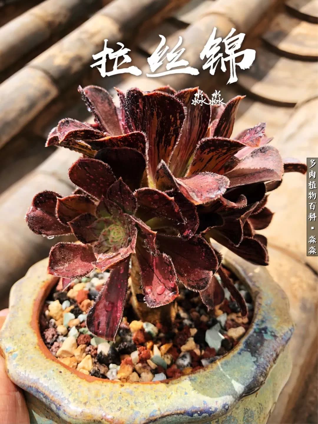 佛系养肉者,佛系养猫养狗人