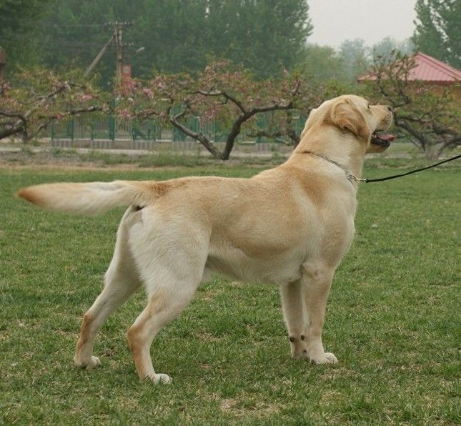 拉布拉多犬多少钱一只58同城,拉布拉多犬多少钱一只重庆