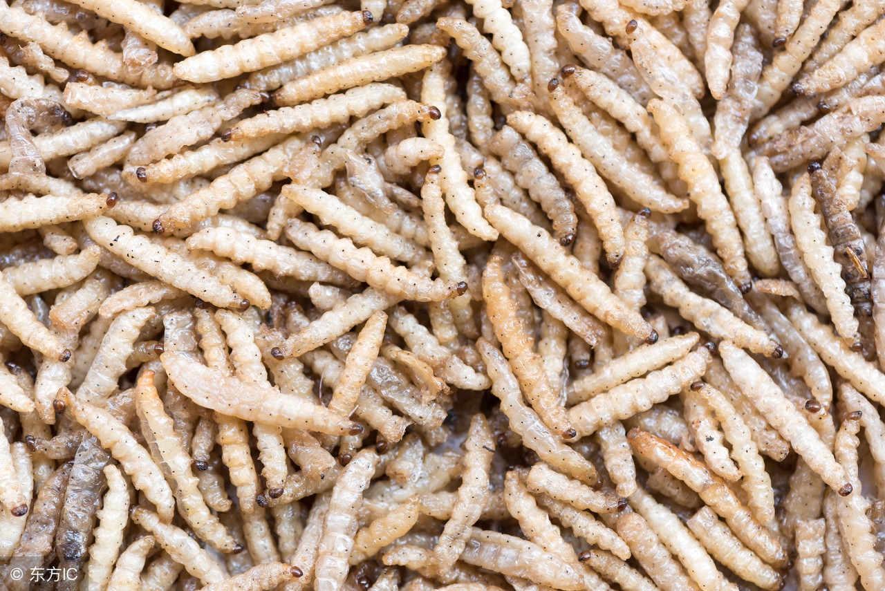 野生冬虫夏草美食,冬虫夏草野生土特产