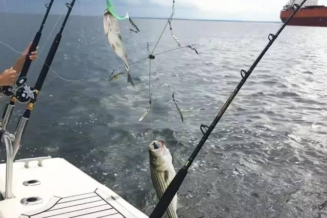 在美国海钓是一种什么样的体验？规矩太多连香蕉都不能带