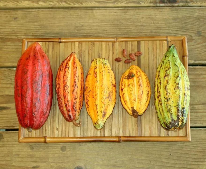 伦敦手工制作,带你看巧克力制作全过程