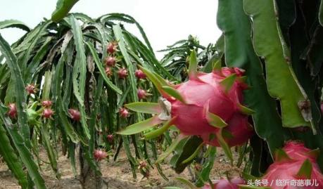 火龙果种出来的仙人掌能长大吗,仙人掌结的果实是火龙果