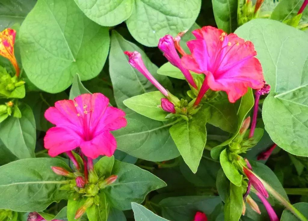 白胭脂花和紫茉莉有什么区别,紫茉莉是不是胭脂花