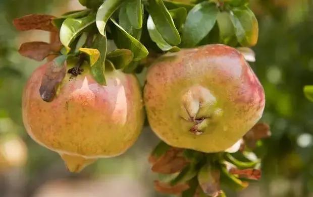 果园地面除草误打草甘膦怎解决,果树误打除草药有效吗