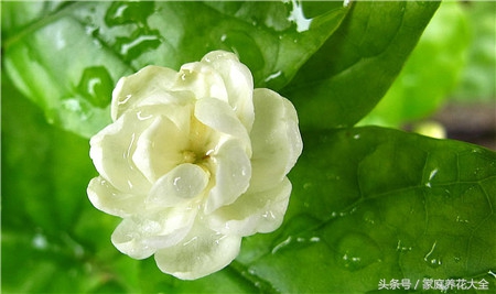 如何预防茉莉病虫害,茉莉怎么治虫害