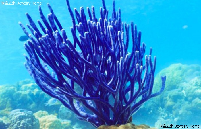 红珊瑚孩儿面,阿卡沙丁momo红珊瑚对比