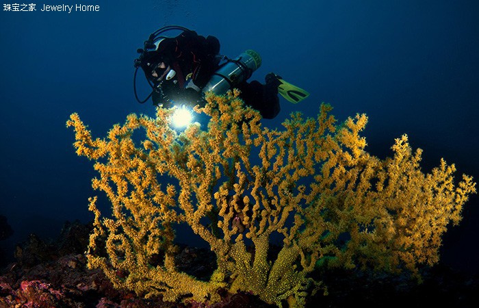 红珊瑚的魅力有多大,红珊瑚的魅力有多强
