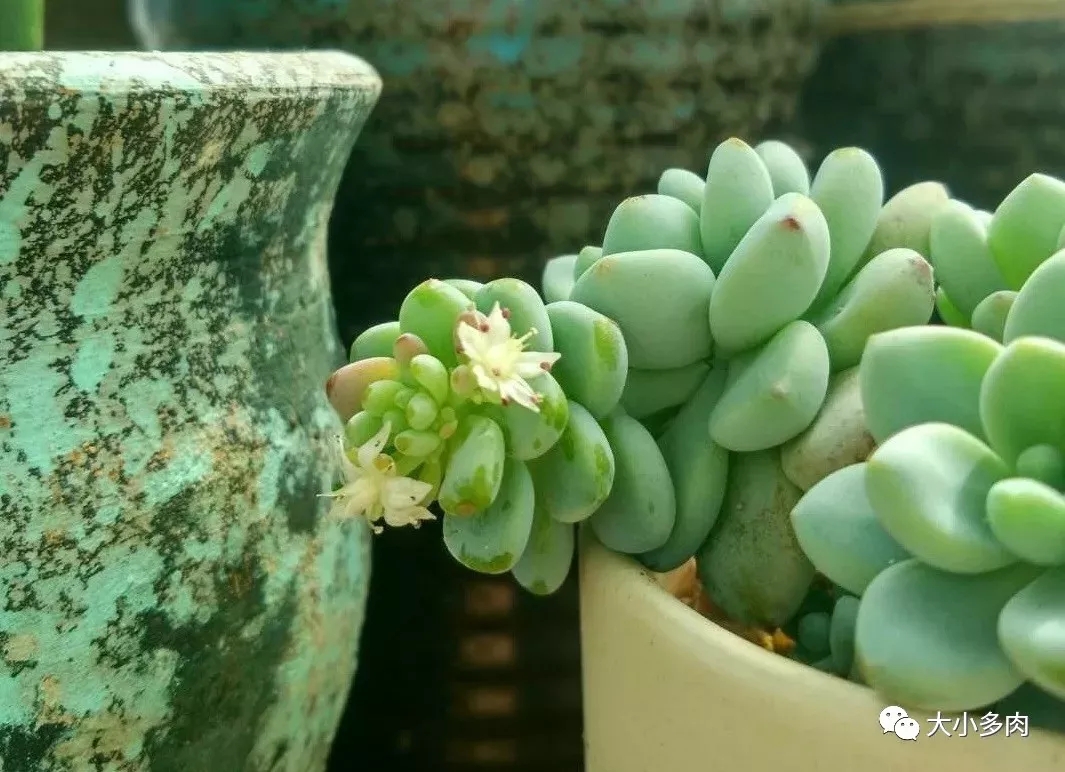 十种养不死的多肉,100种带香味的多肉品种