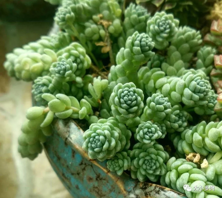 十种养不死的多肉,100种带香味的多肉品种