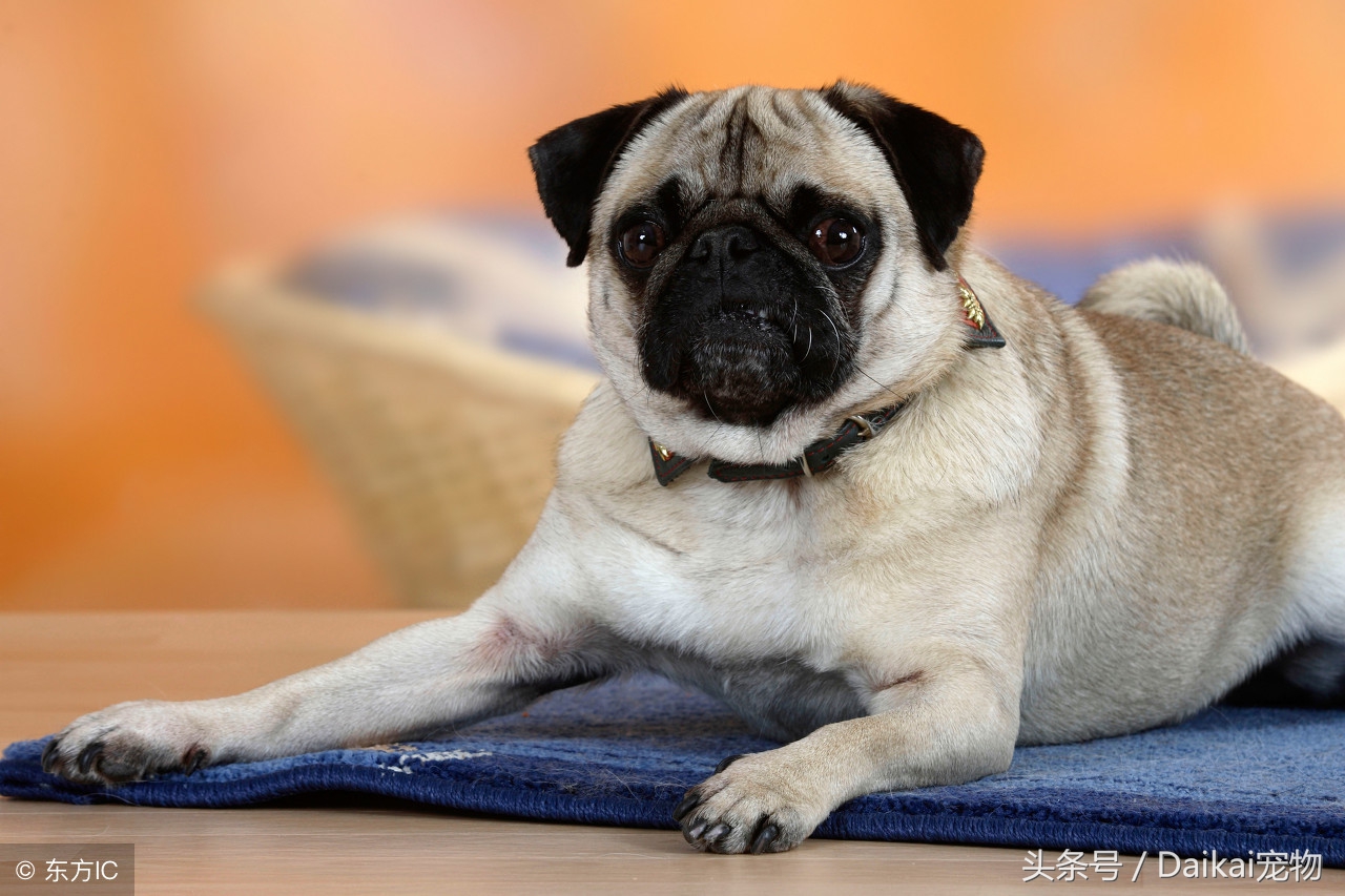 巴哥犬经常掉毛怎么回事,巴哥犬掉毛厉害怎么回事