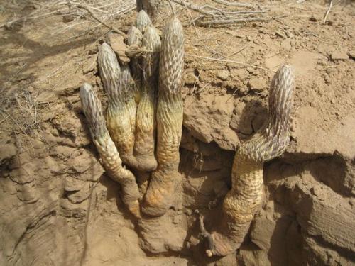 肉苁蓉能益精填髓吗,中医讲肉苁蓉功效视频