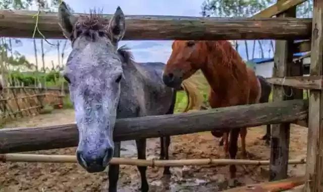 惠州小镇旅游景点推荐,惠州旅游景点小镇推荐