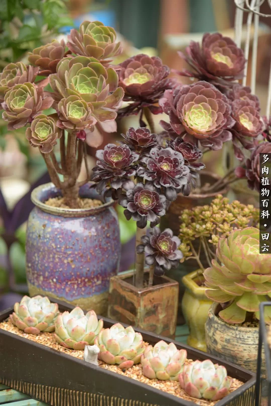 推开多肉世界的门，原来你与美食来自同一国度！