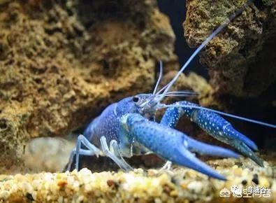 怎么才能养殖好小龙虾呢,清水养殖小龙虾的方法与见解