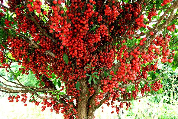 野生的果子，有止咳平喘、解毒止痒的功效，30元一斤的稀罕货