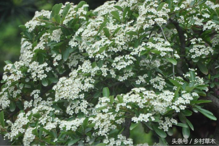 山中野果之九——火棘冬天里的一把火