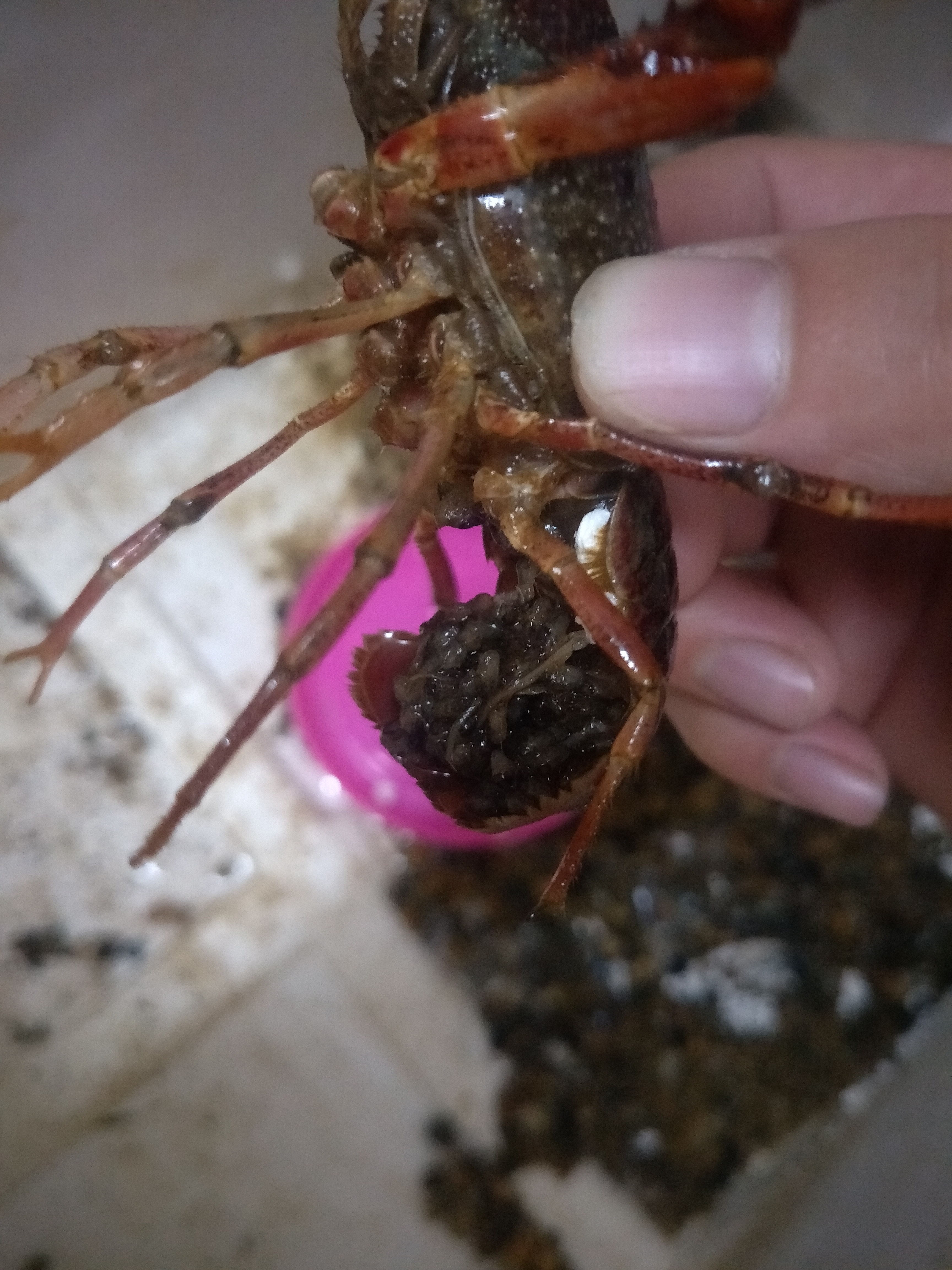 小龙虾养殖注意事项,澳洲小龙虾养殖需要注意什么