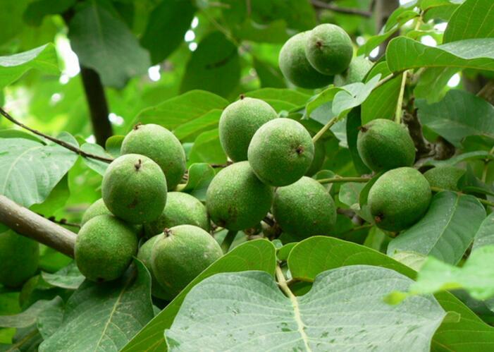 四川正宗核桃,四川特产核桃大全