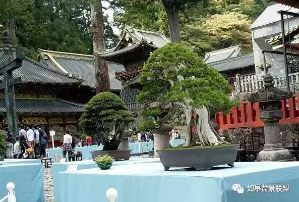 夏季盆景怎么遮阴最好呢,夏天高温盆景素材怎么管理