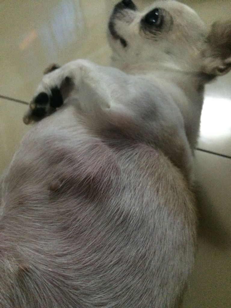 狗狗肚子长了个包,狗狗肚子有个鼓包是什么病