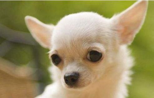 狗狗肚子长了个包,狗狗肚子有个鼓包是什么病