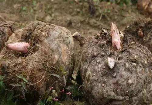 四川山里的各种野菜,四川的野菜根本吃不完你认识几种