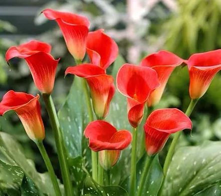 珍稀马蹄莲,如何让马蹄莲一年四季都活着