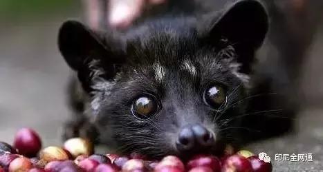 在印尼买什么特产,印尼有哪些商品值得拿到中国卖