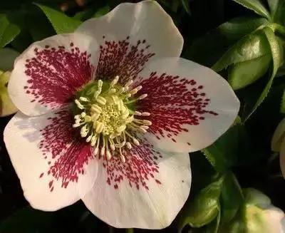 100种的鲜花花语合集,100种花的寓意和花语