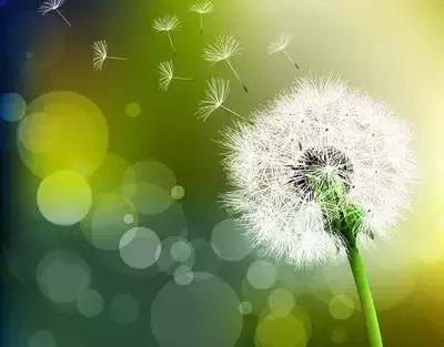 鲜花的100种花语,全部花草的花语