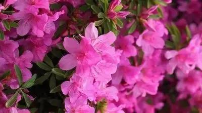 100种的鲜花花语合集,100种花的寓意和花语