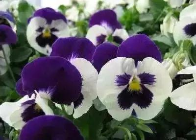 鲜花的100种花语,全部花草的花语