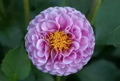 100种的鲜花花语合集,100种花的寓意和花语