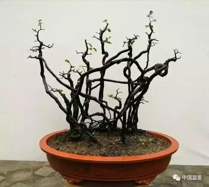 左世新金弹子盆景直播,左世新根艺金弹子