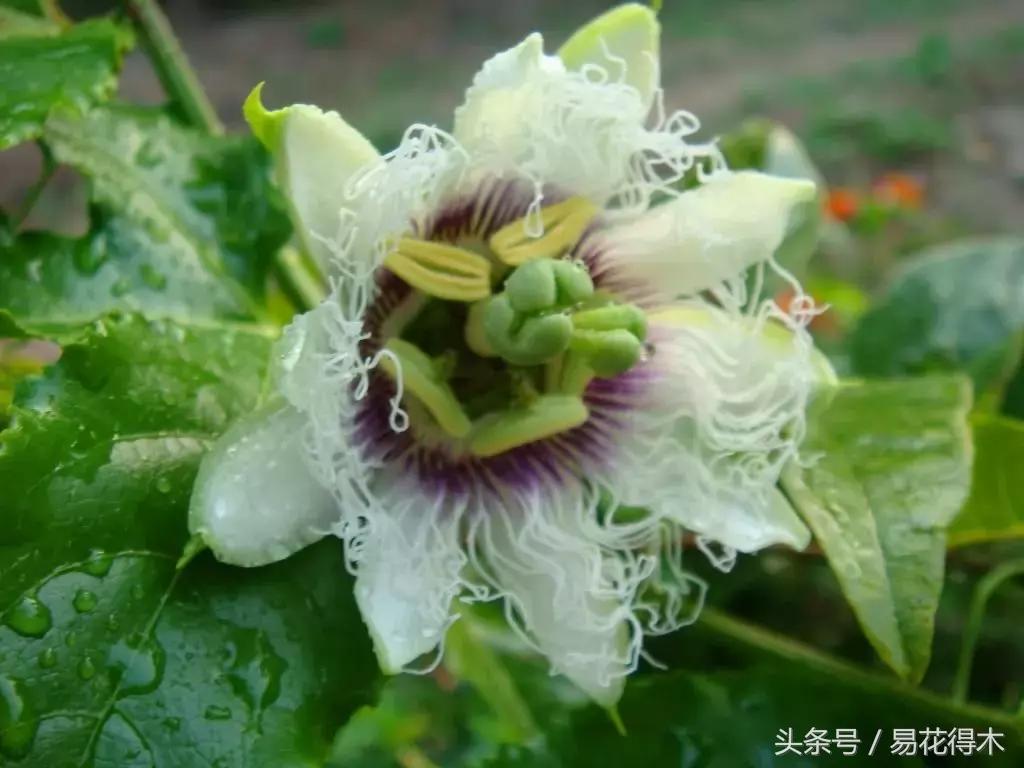 百香果小苗换大杯如何养护,百香果垂帘式栽培方法