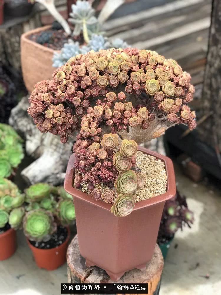 又一场法师视觉盛宴欣赏：翰林苑的昆明多肉花园！