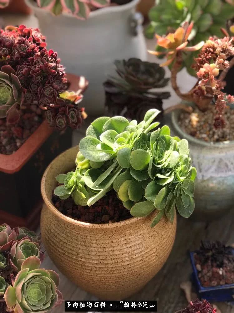 又一场法师视觉盛宴欣赏：翰林苑的昆明多肉花园！